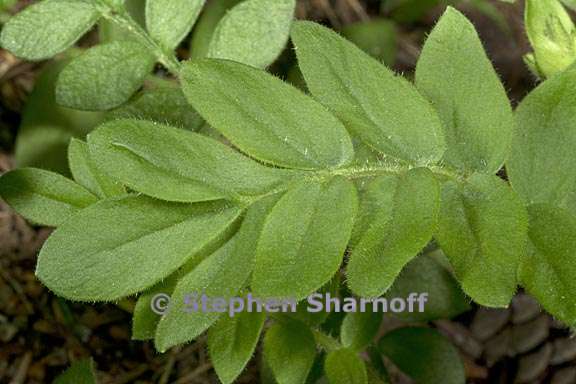 polemonium pulcherrimum 5 graphic